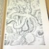 Тур Трункатов. Приключения Гука — изображение 5