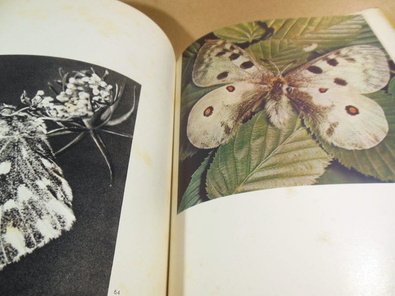 Владислав Стройны. Бабочки. Фотоальбом — изображение 3