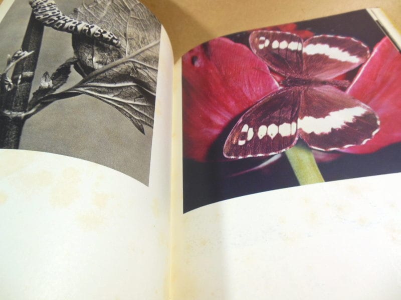 Владислав Стройны. Бабочки. Фотоальбом — изображение 4