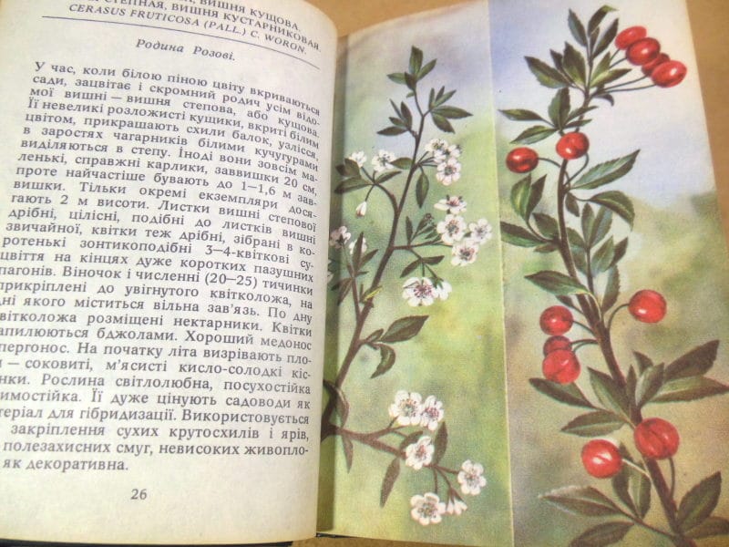 Л. С. Панова, В. В. Протопопова. Степові рослини — изображение 5